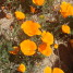 Spring Wildflowers in Los Angeles County